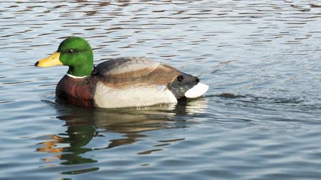 Real Decoy Natural Swimmer Mallard Drake