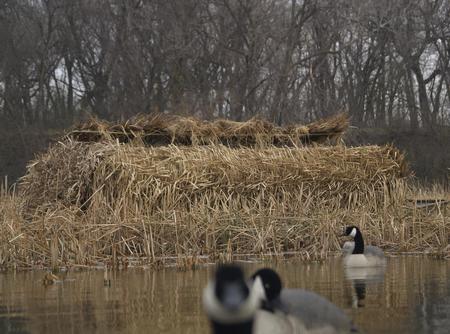 Avery Real Grass 4 Pack