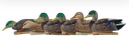 Avian X TopFlight Early Season | Mallard