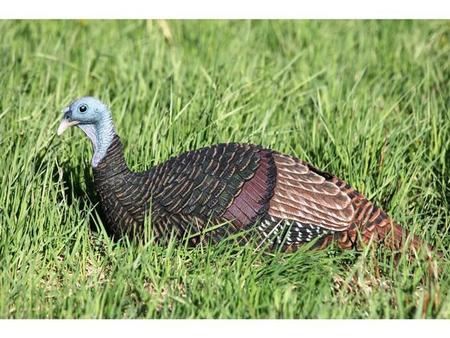 Mad Shady Baby Breeding Hen Turkey