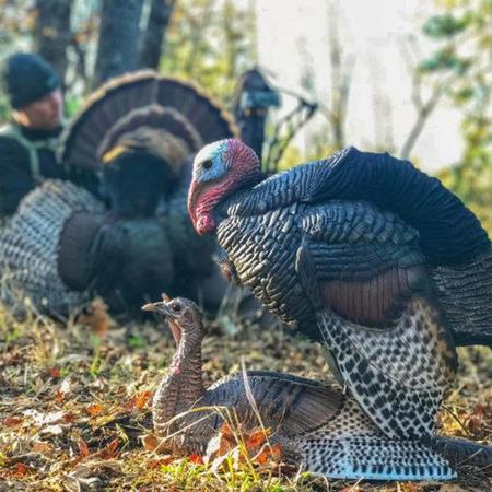 Dave Smith Decoy Turkey Mating Motion Pair