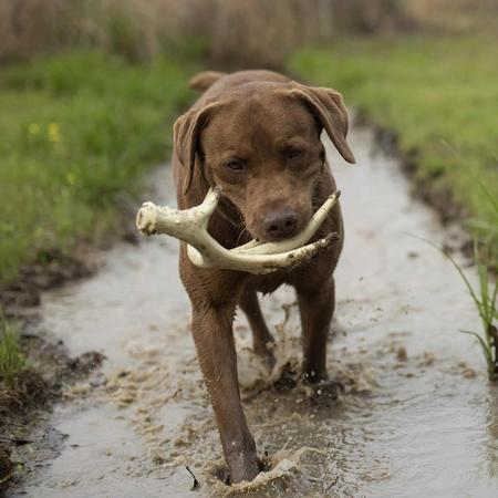 Browning Antler Dog Toy