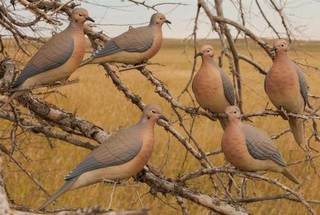 GHG Hunter Series Morning Doves 6 Pack