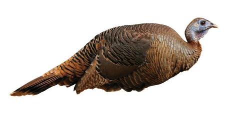 Montana Decoy Spring Fling Hen Turkey Decoy